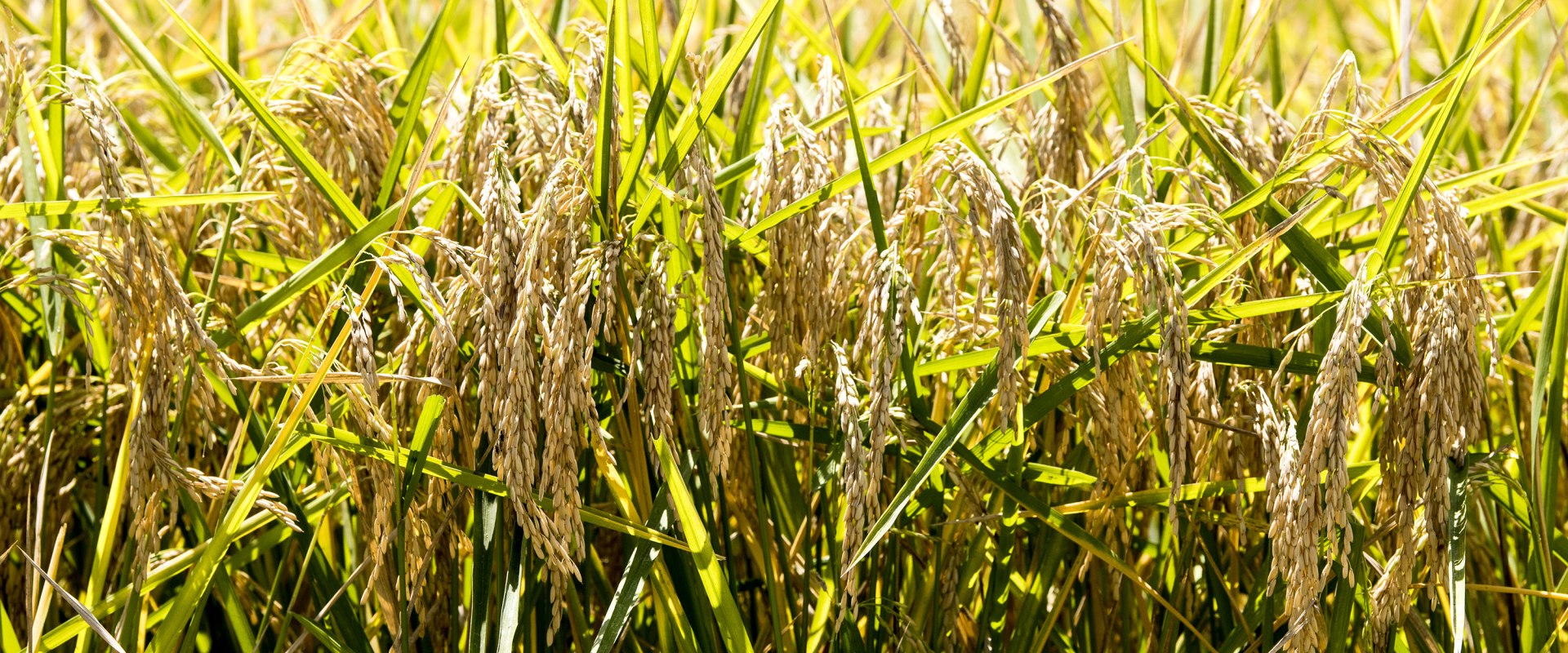 What Crops Are Grown In Craighead County Arkansas what-crops-are-grown-in-craighead-county-arkansas